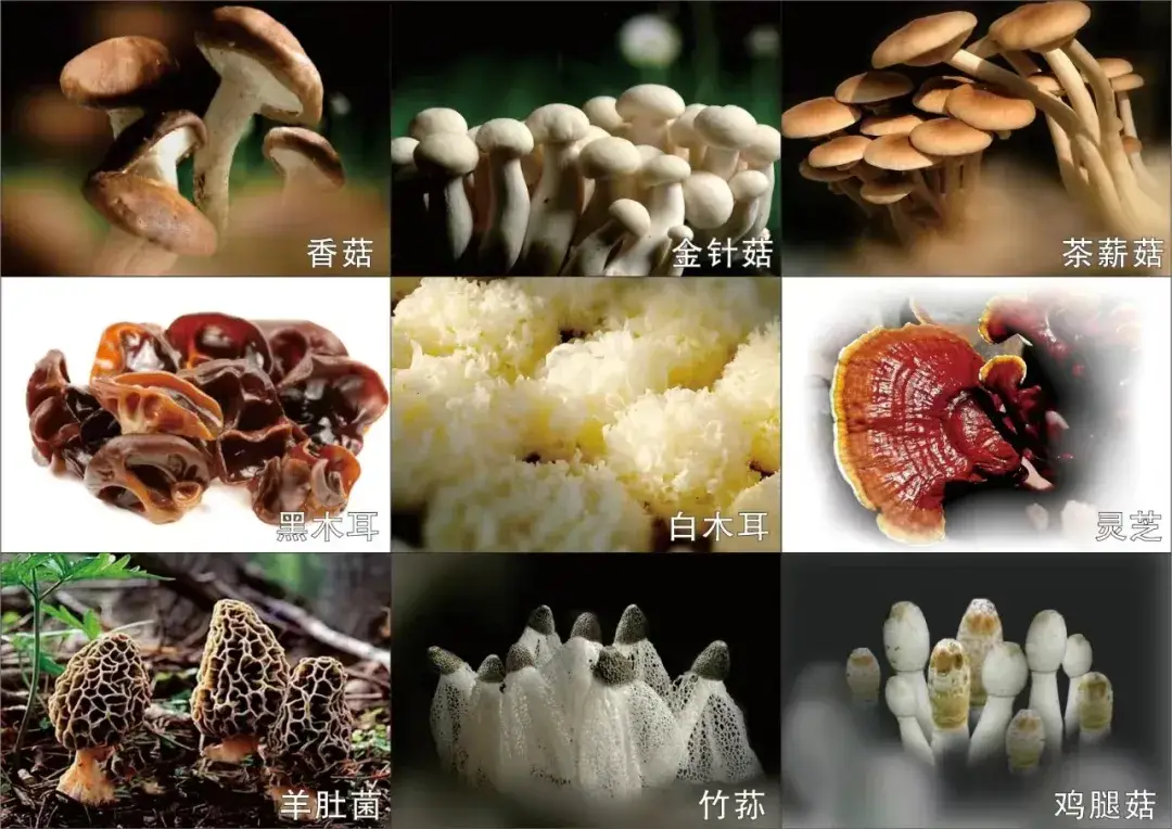 食用菌實驗室建設
